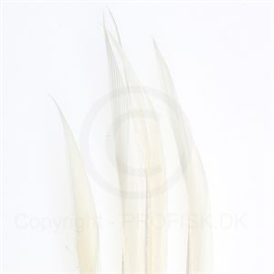 Turkey biots White