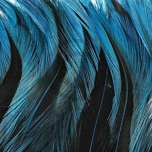 Badger hackler Peacock Blue