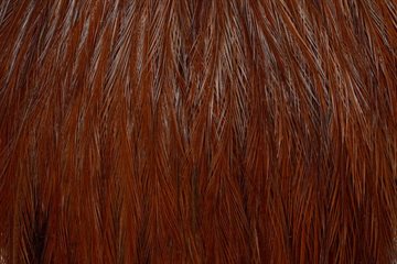 Whiting Coq De Leon Hanenakke Brown