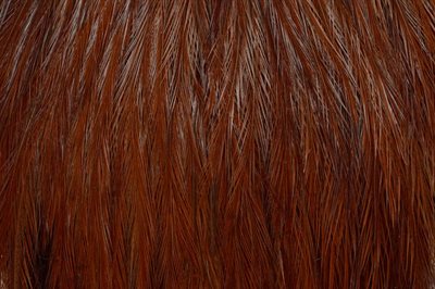 Whiting Coq De Leon Hanenakke Brown