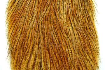Whiting Coq De Leon Hanenakke Golden Badger