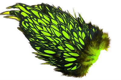 Whiting American Hen Saddle Black Laced - Green Chartreuse