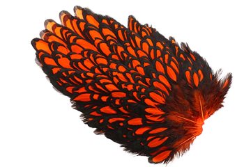 Whiting American Hen Saddle Black Laced - Orange