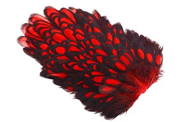 Whiting American Hen Saddle Black Laced - Red