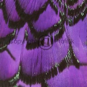 Amherst fasan Purple