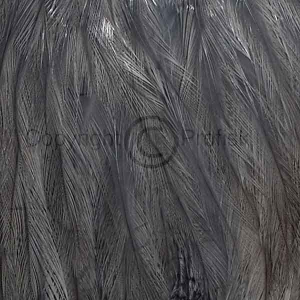 US Cocksaddle Medium Blue Dun
