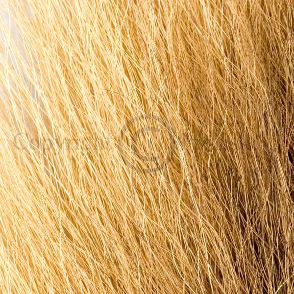 Bucktail Ginger