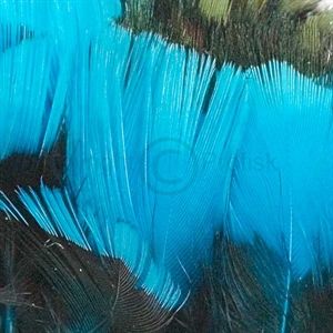 Fasankok halsfjer Kingfisher Blue