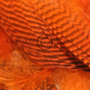 Teal Flank Hot Orange