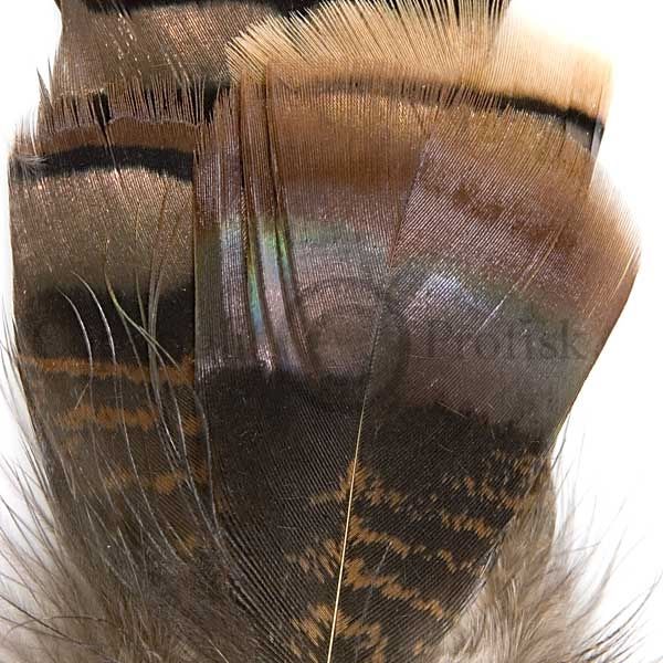 Ozark Iridescent Turkey Tail