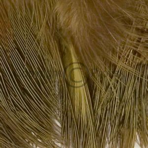 Fasankok rumpefjer Yellow