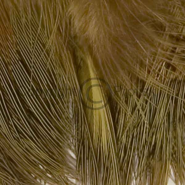 Fasankok rumpefjer Yellow