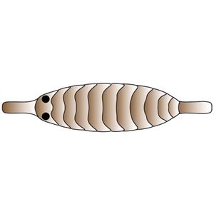 Pro Gammarus XS Brown