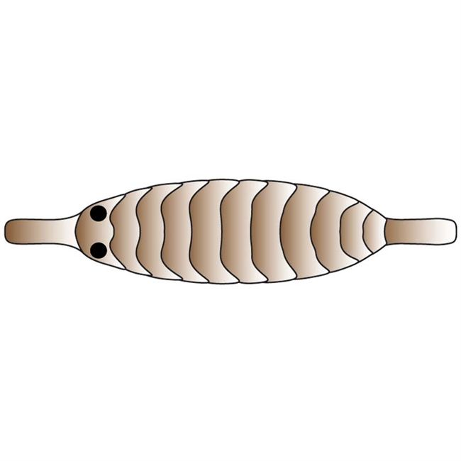 Pro Gammarus XS Brown