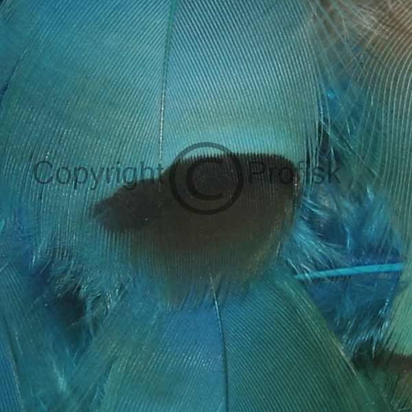 Fransk agerhøne Kingfisher Blue