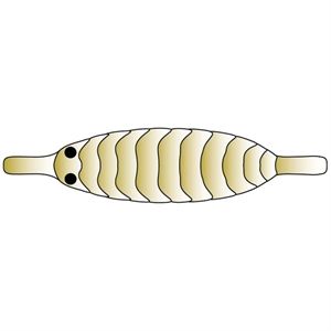 Pro Gammarus S Olive