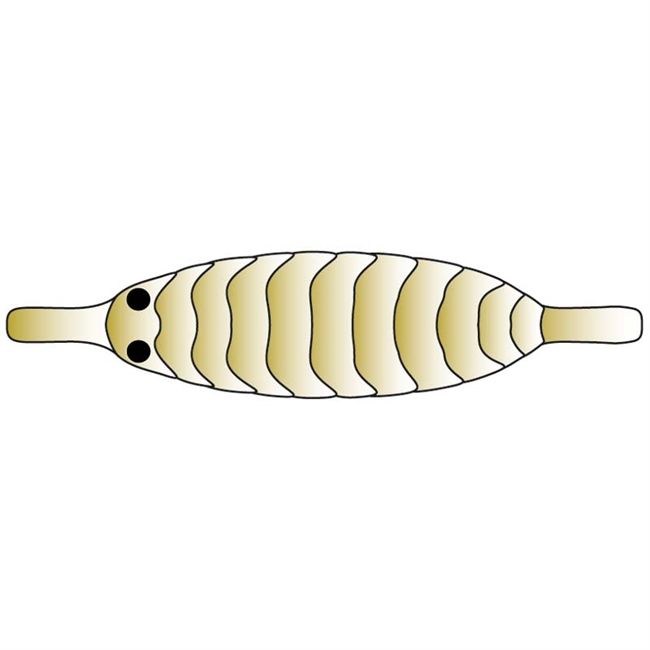 Pro Gammarus S Olive