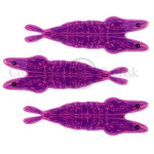 Pro 3D Shrimp Shell X-Smal Purple/Pink
