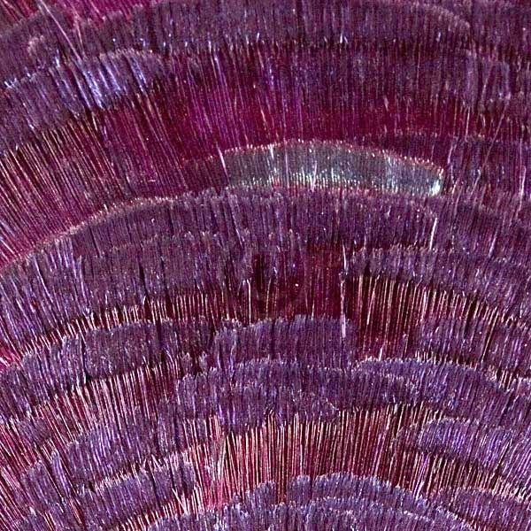 Guldfasan Tippet Purple