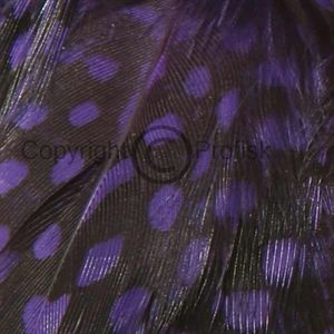 Perlehøne kropsfjer Purple