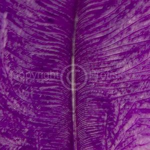 Spey Plumes Purple