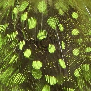Perlehøne kropsfjer Chartreuse